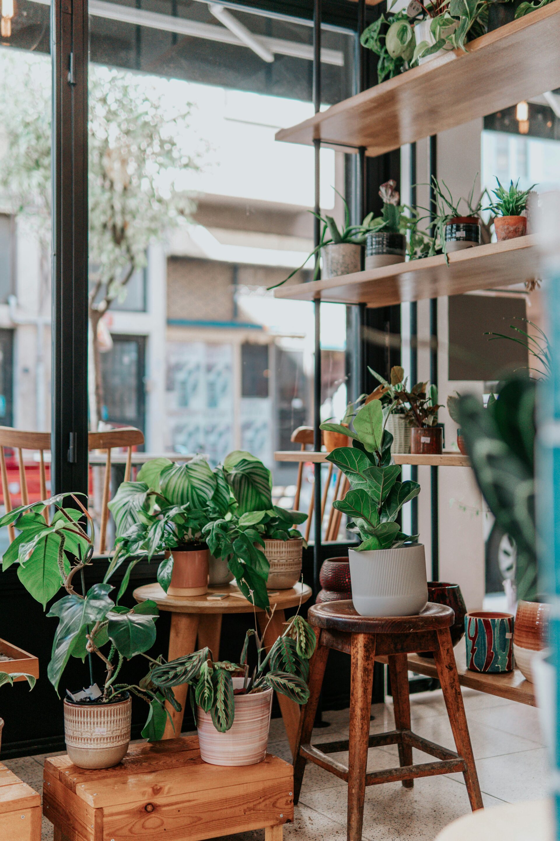 plantes 