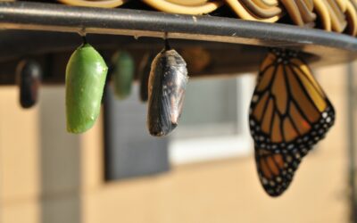 Les perspectives d’évolution chez les auxiliaires de vie