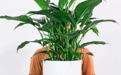 Plantes d’intérieur : quand esthétique rime avec bien-être et santé
